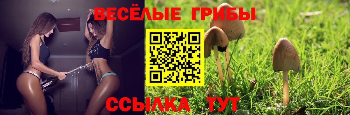 Галлюциногенные грибы Psilocybe Славянск-на-Кубани