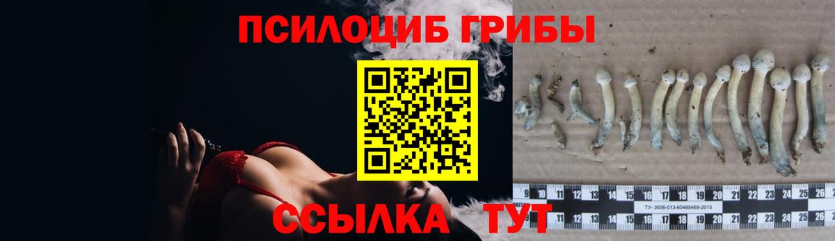 Псилоцибиновые грибы MAGIC MUSHROOMS  Вход с VPN  купить наркоту  Славянск-на-Кубани 